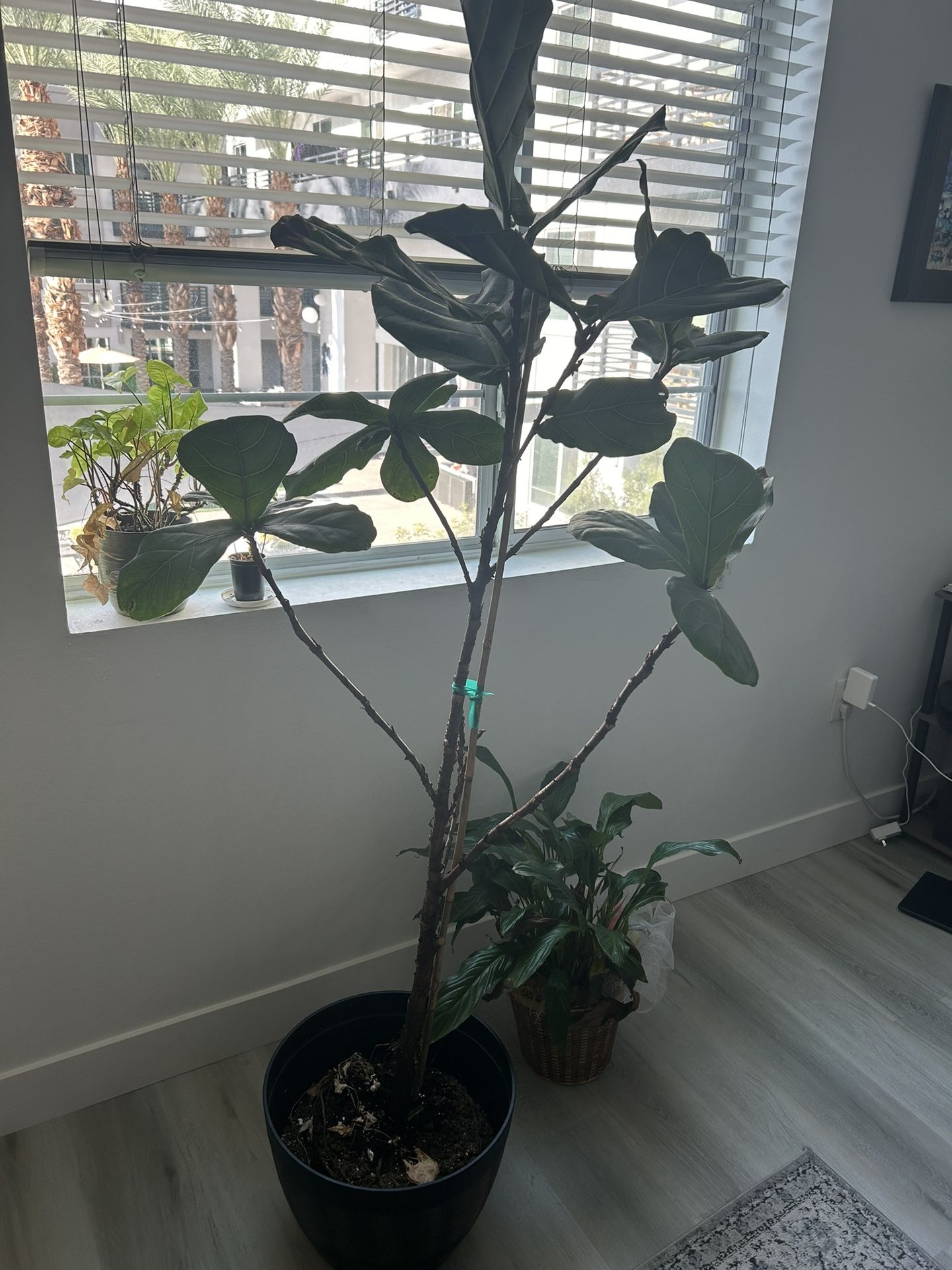 Fiddle Leaf Fig +2 Others 