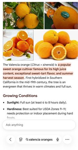 Big mature Valencia orange trees