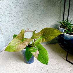 Syngonium Pink Splash  Plant 