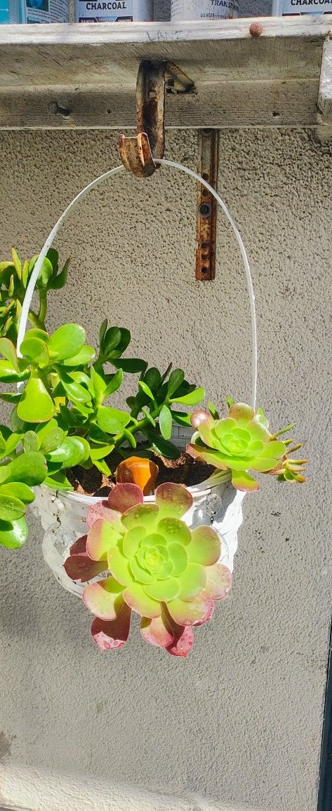 Succulent Basket