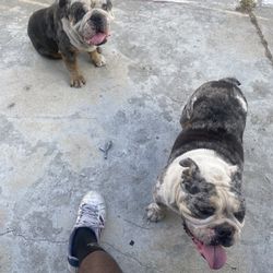 Brand New Paint Sprayer