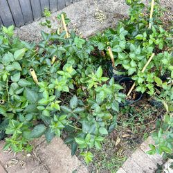 Mature Blackberry Super Sweet Plant Thornless - Few Left 