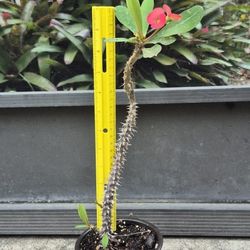 Blooming Young Coral Color Crown of Thorns Plant- 12" Tall