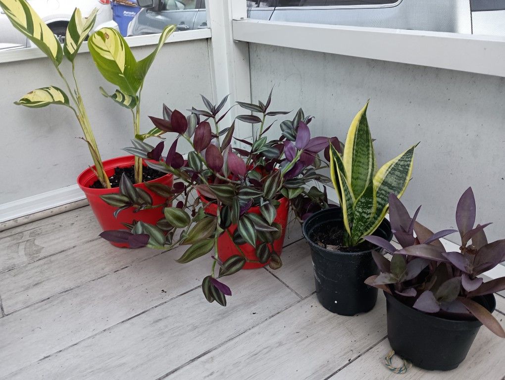 Real Plants All For 20, UCF Area