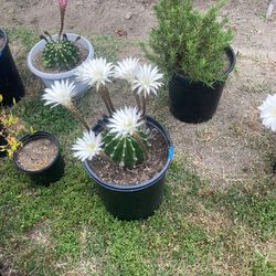 Cacti Plant