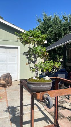 Living bonsai