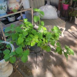 Mexican Oregano Coleus Amboinicus Plant