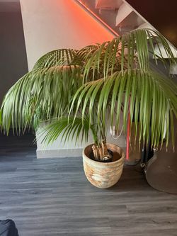 Large Kentia Palm Plant in Ceramic Pot