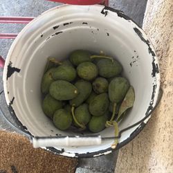 Avocados 