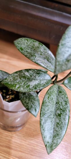 Hoya Wilbur Graves (China) trellissed plant