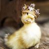 Pato