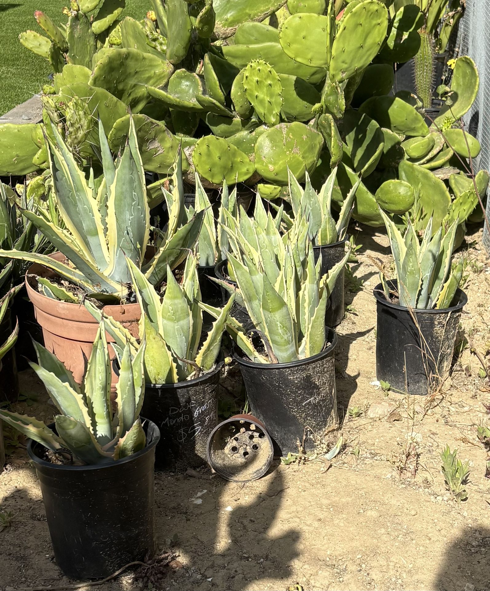 Small Variegated Agave Americana