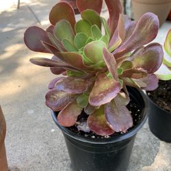 1 Gallon Succulent