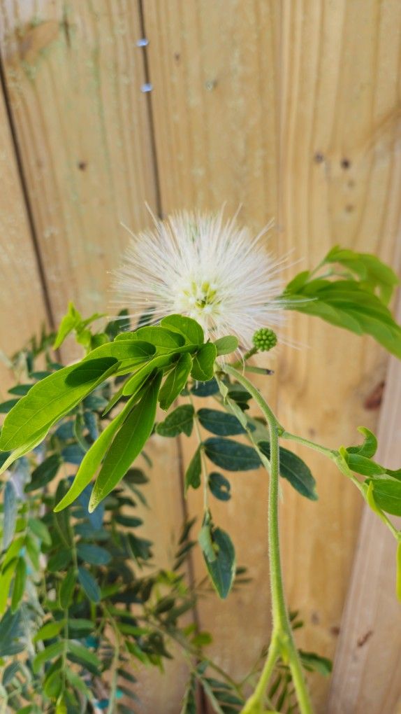LIVE PLANT 3ft Calliandra haematocephala alba White Powder Puff BUTTERFLY