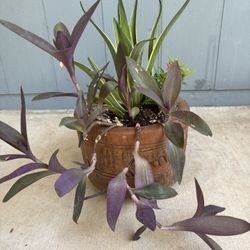 Unique, Terra-Cotta Pot Plant Arrangement