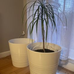 Two White Planter Pots 