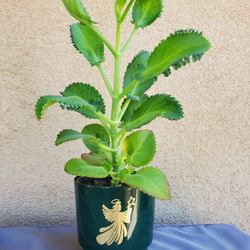 Mother Of Thousands Plant In Beautiful Pot