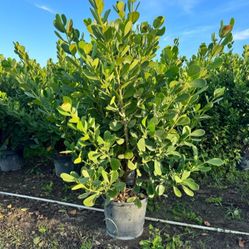 Beautiful Clusia Plants For Sale! Clusia In 15 Gallons About 6' Feet Tall With 5 Steams For Only $40. Open Today!