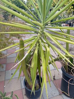 Free Cacti and Other Plant