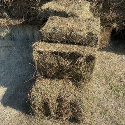 Alfalfa (Rain Damage) Not For Horses 
