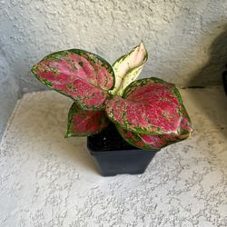Aglaonema Plant 