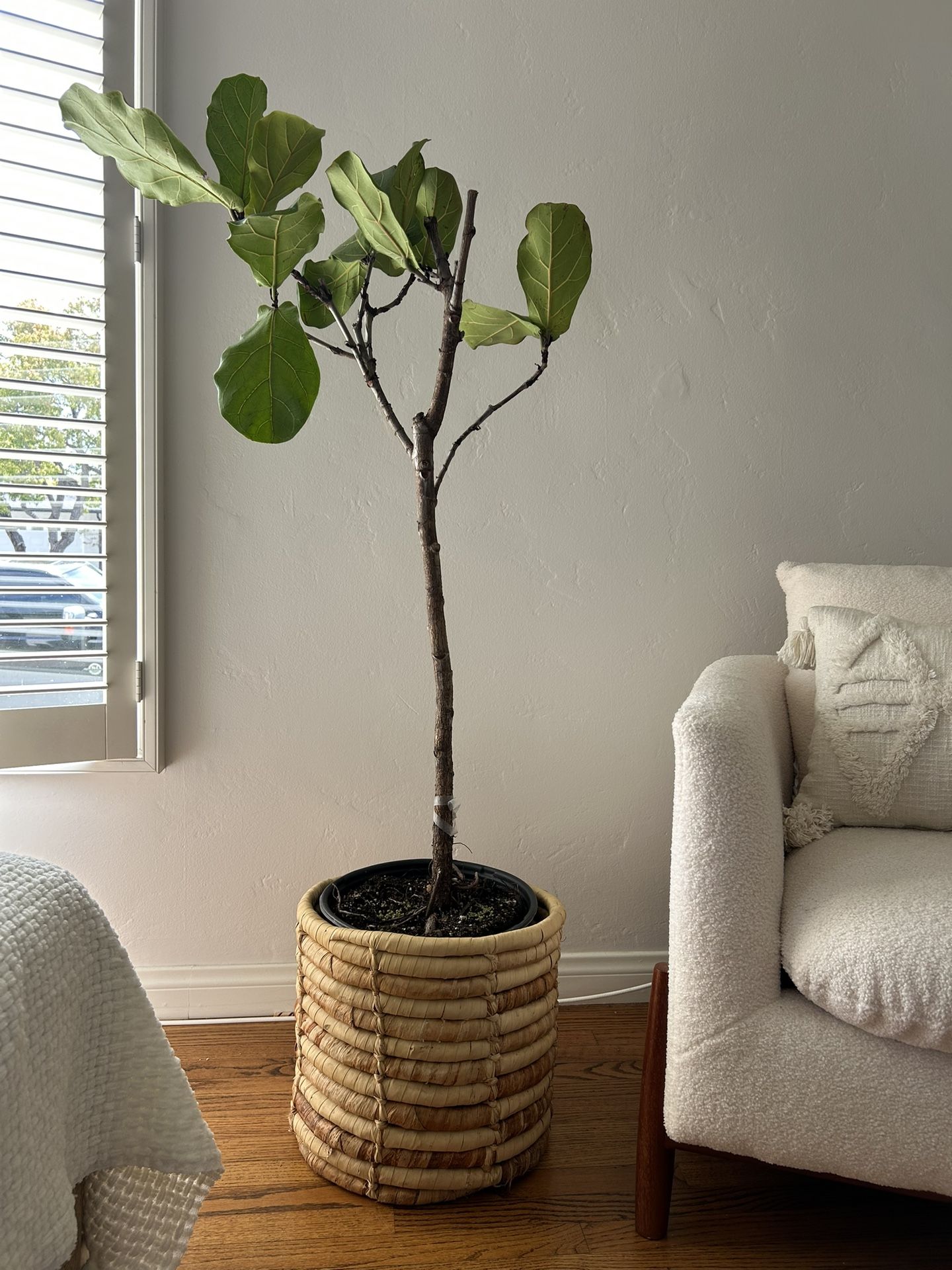 Live real fiddle leaf fig tree natural palm leave basket Mature Healthy 4ft boho trendy houseplant
