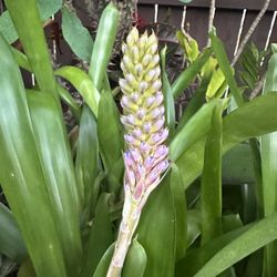 Bromeliad 