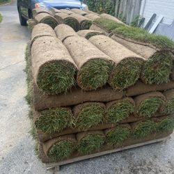 Fresh Sod Cut Every Morning 