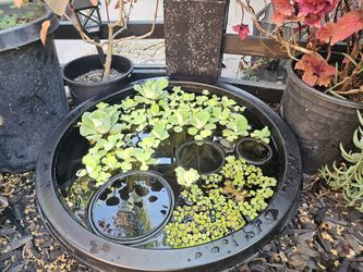 Minni Pond For Sale