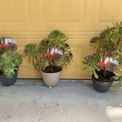 Plantas