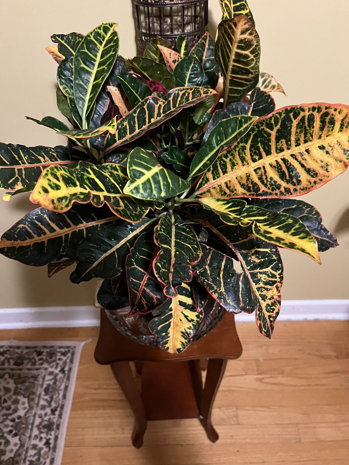 🐦🔥Croton Plant🐦🔥