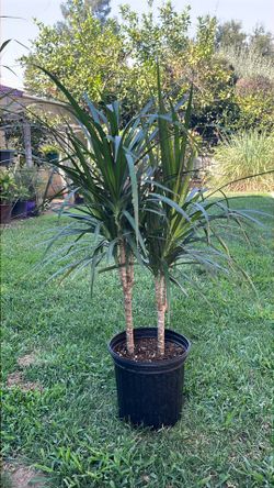 Plant