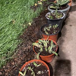 Gasteria Bicolor Succulents!