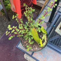 Jade plant succulents