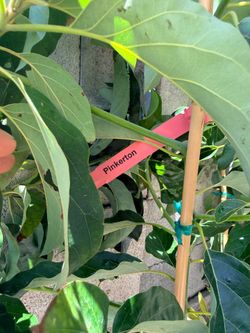 Pinkerton Avocado 🥑 Tree