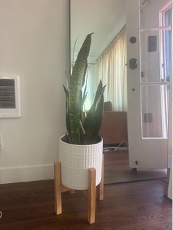 Snake plant and ceramic pot