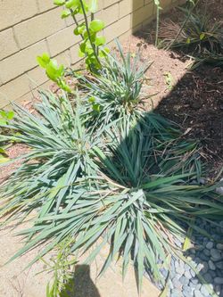 Free blue flax lily or bushes