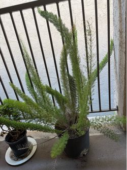 Fern  plant