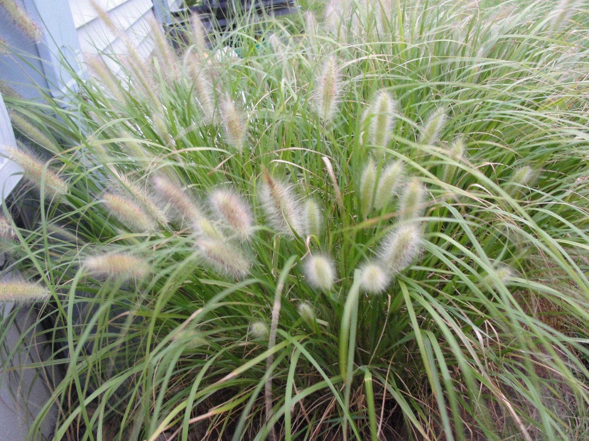 Ornamental Grass - Fountain Grass โ Free