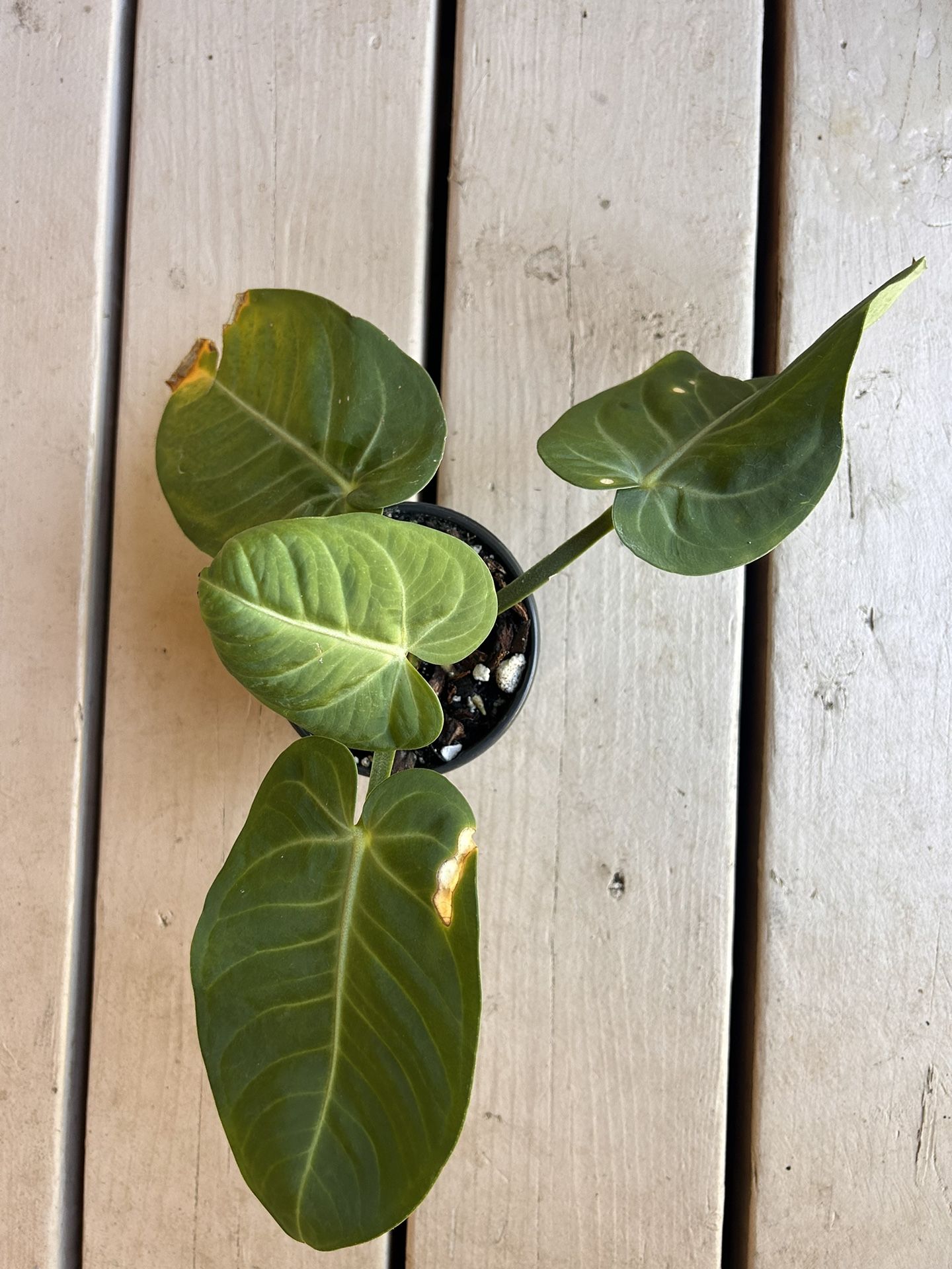 Anthurium villenaorum