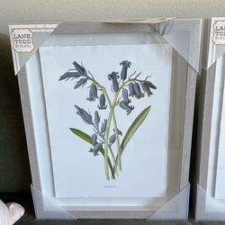 Brand new beautiful flower pictures, corn blue bottle and hyacinth flowers 12 x 16