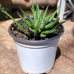 Haworthia And Succulent