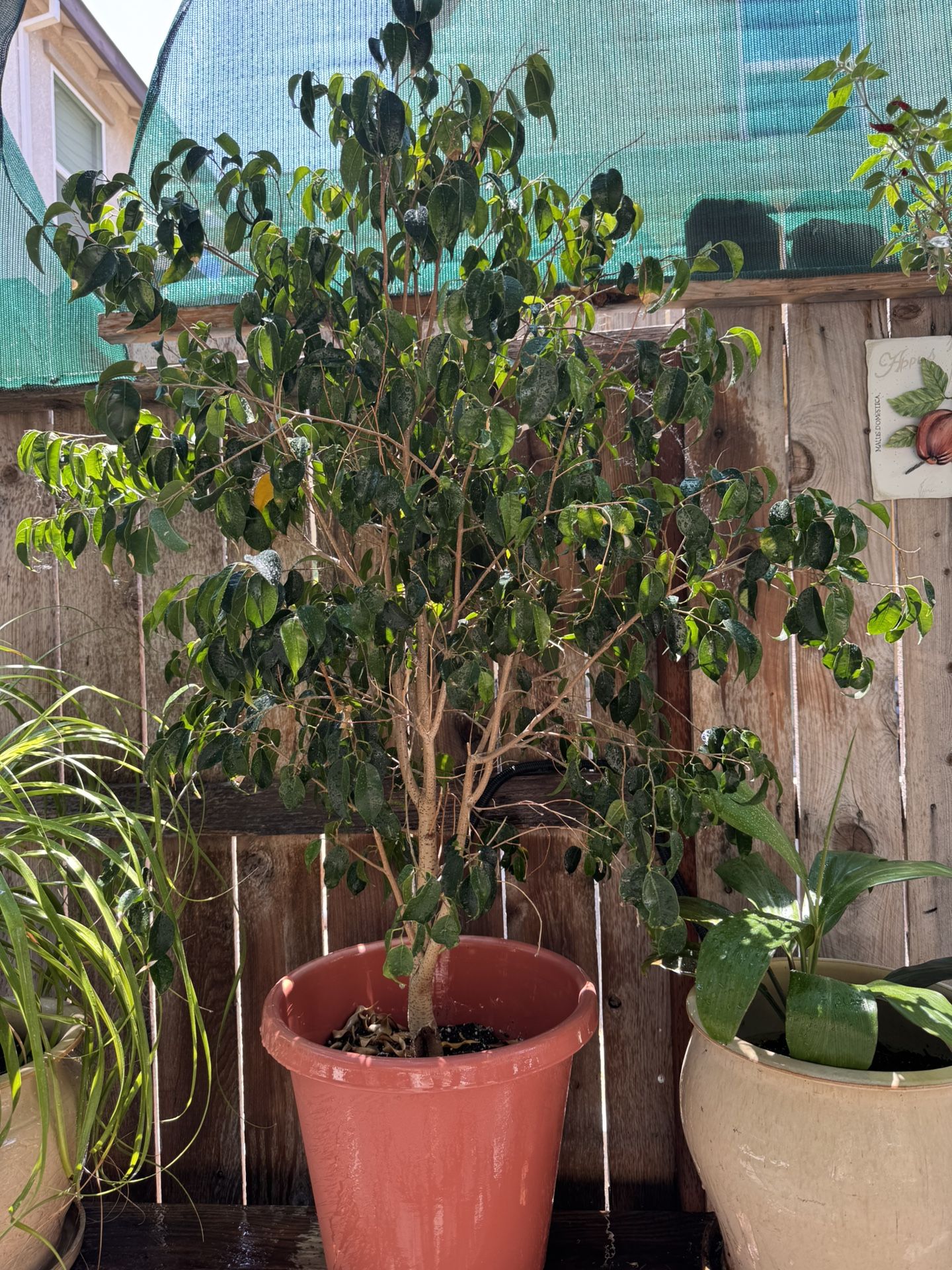 5’ Plant