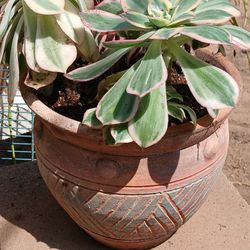 Plant and pot outside plant