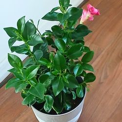 Live Beautiful Dipladeia Bush Pink FLOWERING  Outdoor Indoor HousePlants With Nursery Pots And 6 Inch Plastic Pot  $16