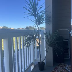 Faux plant Tree Set Of Two 