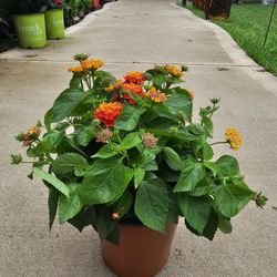 One Gallon Size Orange Confetti Lantana PLANTS ARRIVE, BEAUTIFUL AND HEALTHY. $10 EACH