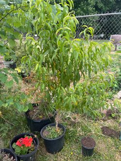 Peach tree