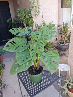Monstera Swiss Cheese WIDE LEAF Plant $35