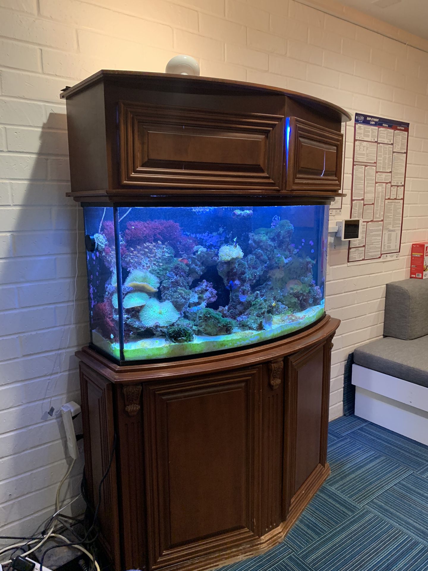 Bow Front Saltwater Fish Tank